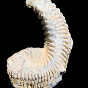 Zipper Oyster half from Madagascar 74*50*20mm 32g in sunlight - Rocks and Things Store