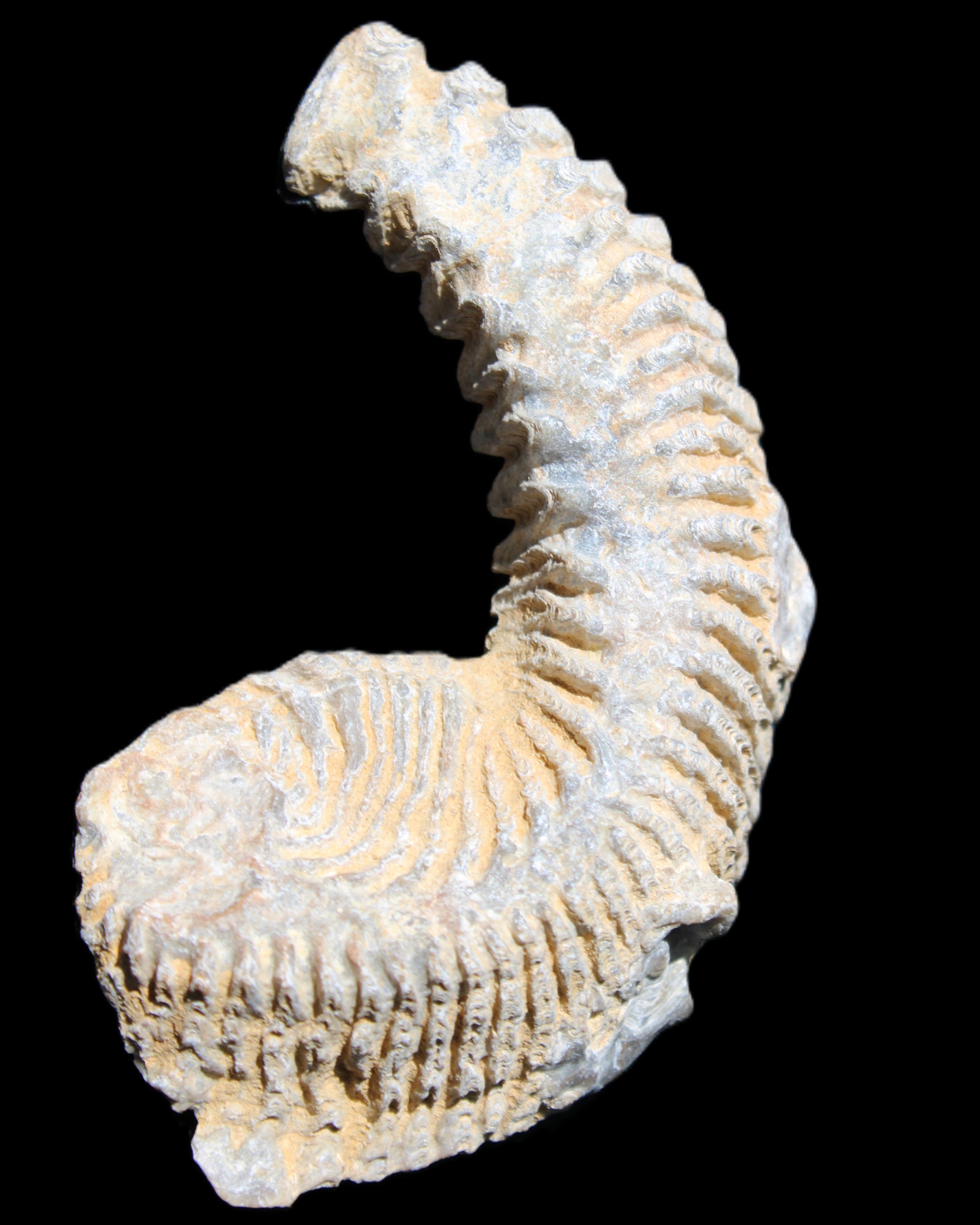 Zipper Oyster half from Madagascar 74*50*20mm 32g in sunlight - Rocks and Things Store