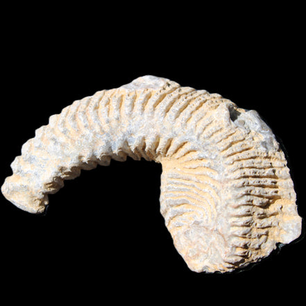 Zipper Oyster half from Madagascar 74*50*20mm 32g in sunlight - Rocks and Things Store