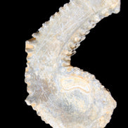 Zipper Oyster half from Madagascar 74*50*20mm 32g in sunlight - Rocks and Things Store