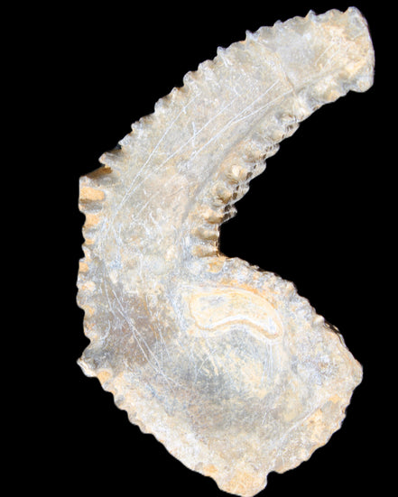 Zipper Oyster half from Madagascar 74*50*20mm 32g in sunlight - Rocks and Things Store