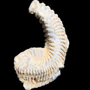 Zipper Oyster half from Madagascar 74*50*20mm 32g in sunlight - Rocks and Things Store