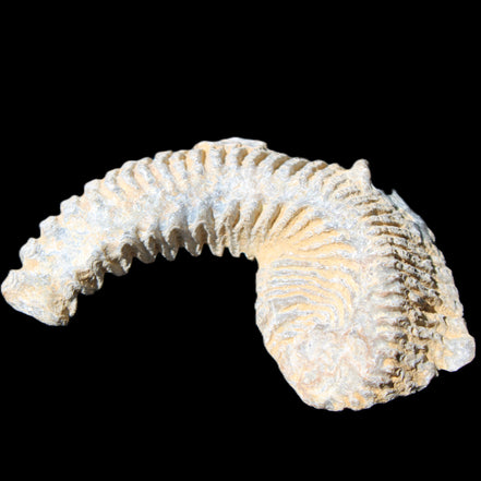 Zipper Oyster half from Madagascar 74*50*20mm 32g in sunlight - Rocks and Things Store