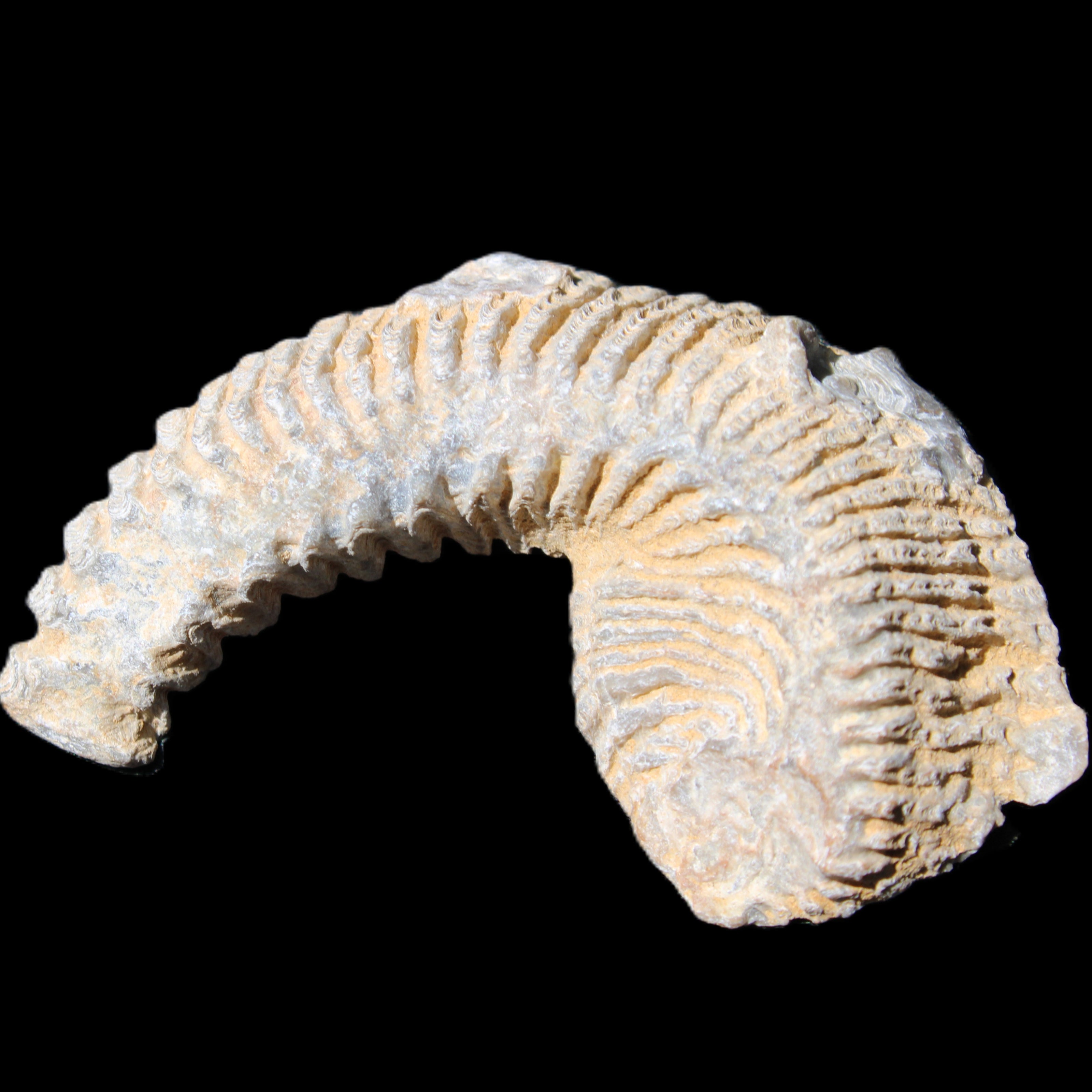 Zipper Oyster half from Madagascar 74*50*20mm 32g in sunlight - Rocks and Things Store