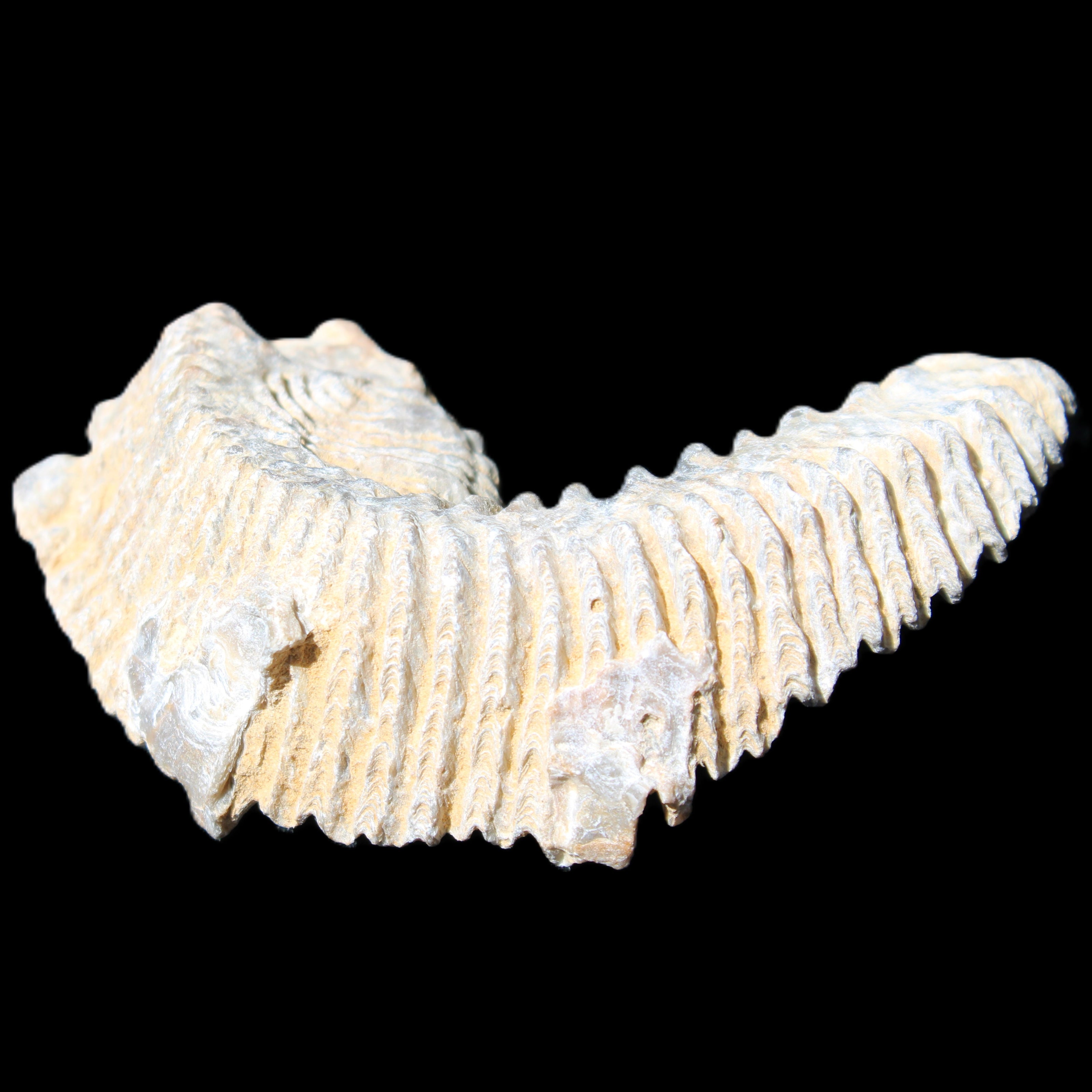 Zipper Oyster half from Madagascar 74*50*20mm 32g in sunlight - Rocks and Things Store