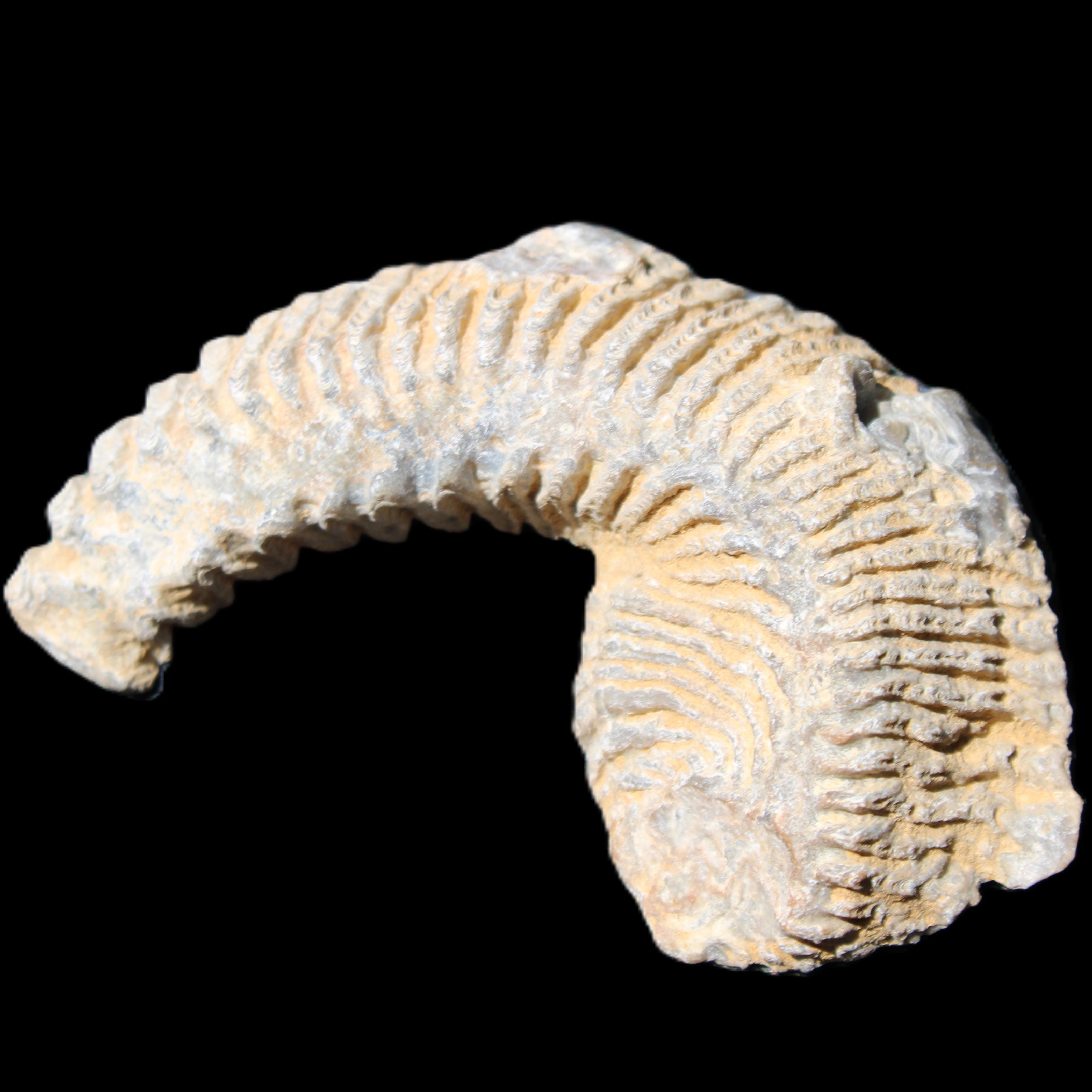 Zipper Oyster half from Madagascar 74*50*20mm 32g in sunlight - Rocks and Things Store