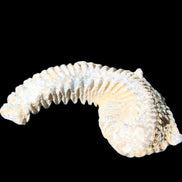 Zipper Oyster half from Madagascar 74*50*20mm 32g in sunlight - Rocks and Things Store