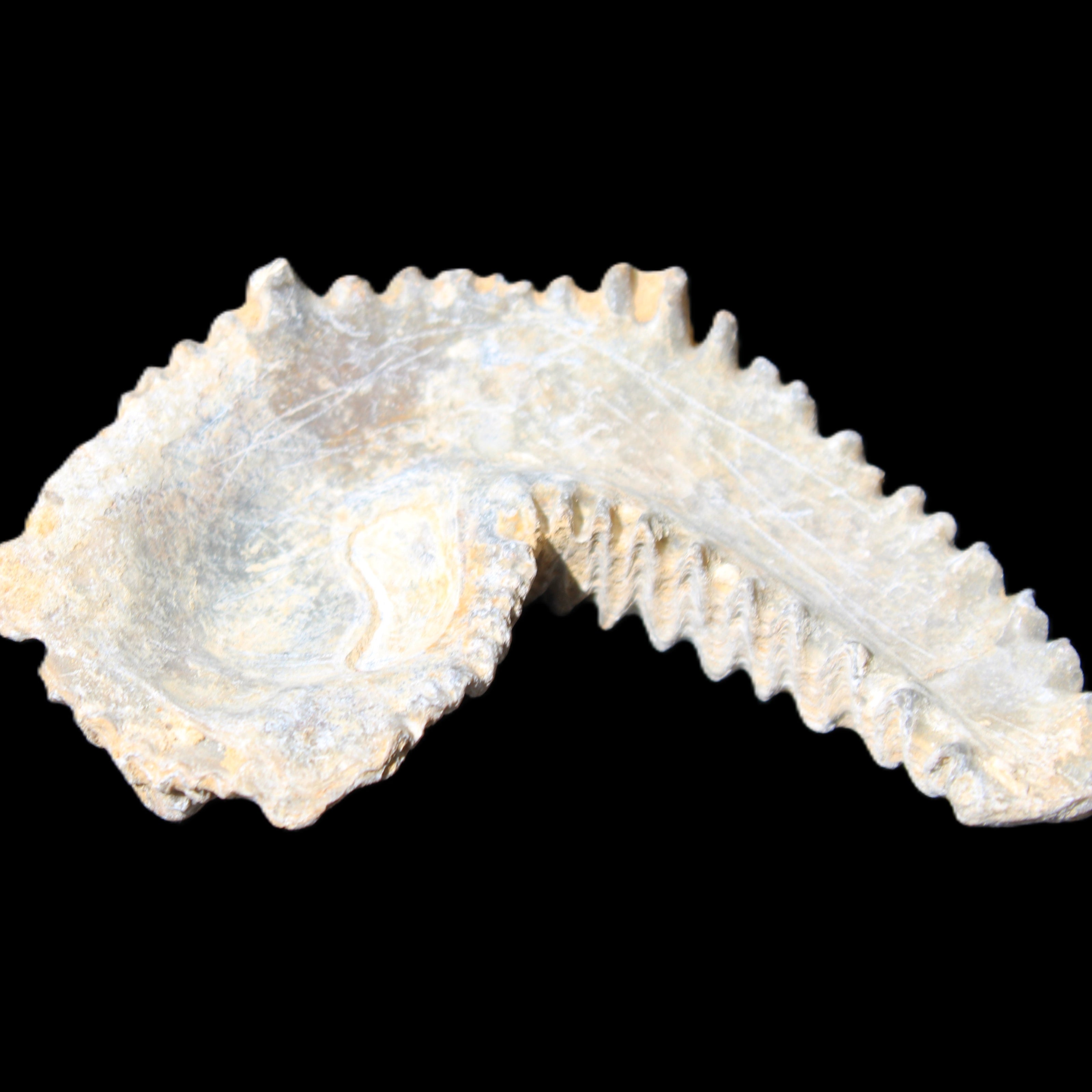 Zipper Oyster half from Madagascar 74*50*20mm 32g in sunlight - Rocks and Things Store