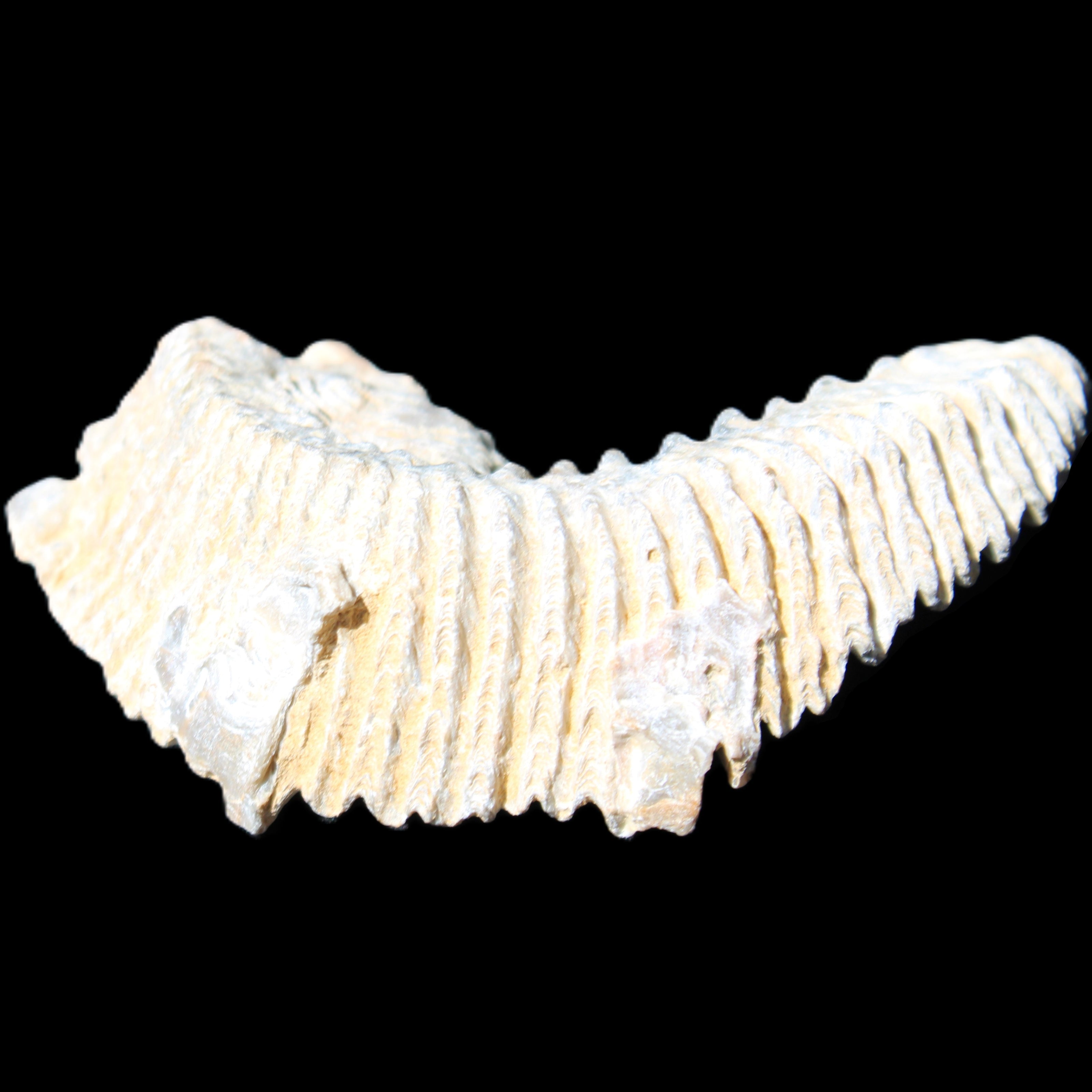 Zipper Oyster half from Madagascar 74*50*20mm 32g in sunlight - Rocks and Things Store
