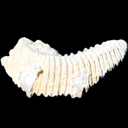 Zipper Oyster half from Madagascar 74*50*20mm 32g in sunlight - Rocks and Things Store