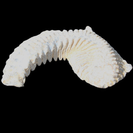Zipper Oyster half from Madagascar 70/74mm 32g in sunlight - Rocks and Things Store