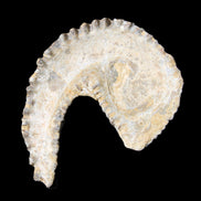 Zipper Oyster half from Madagascar 65*52*20mm 43g in sunlight - Rocks and Things Store
