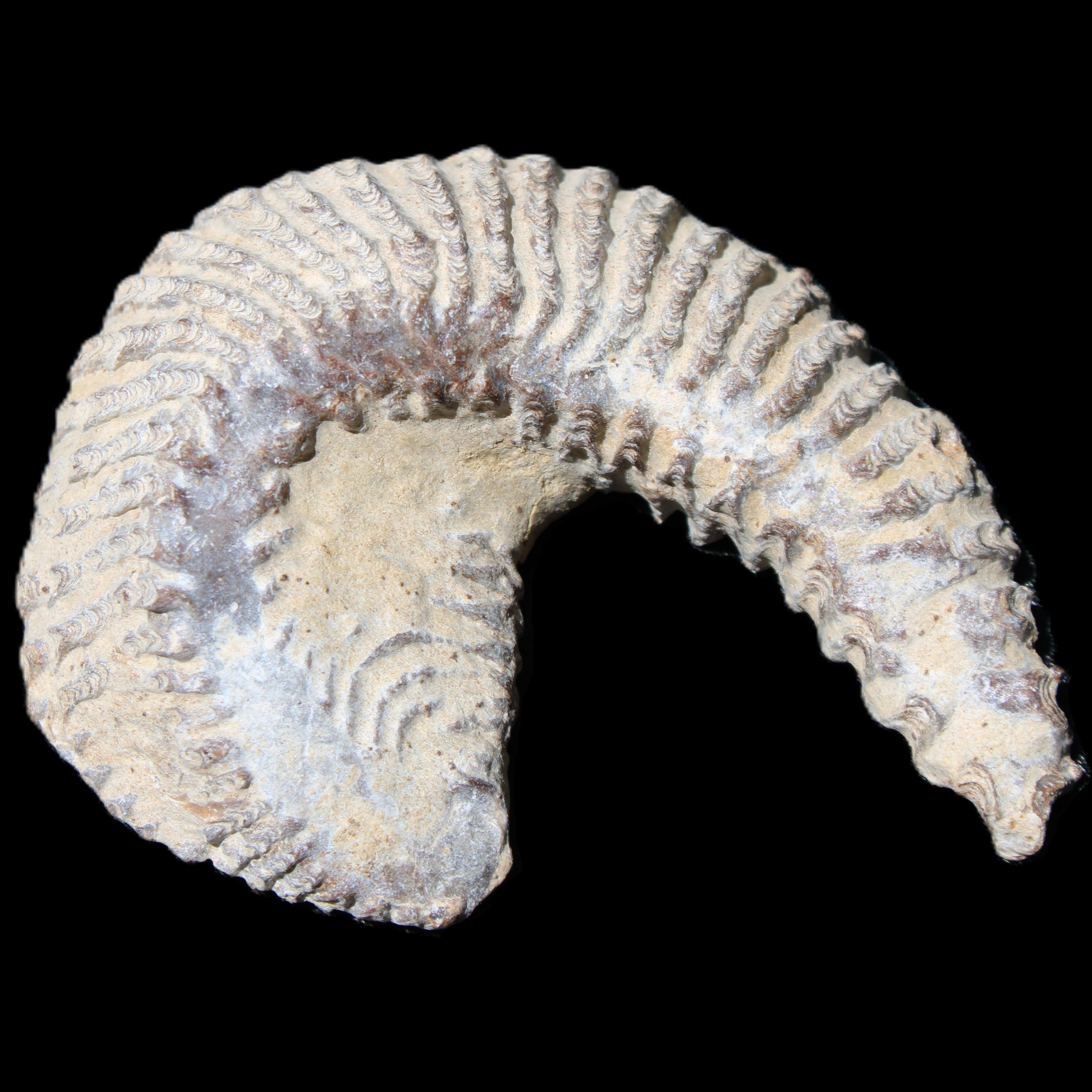 Zipper Oyster half from Madagascar 65*52*20mm 43g in sunlight - Rocks and Things Store