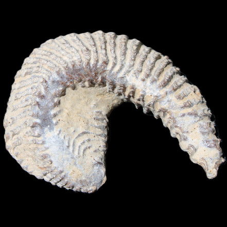 Zipper Oyster half from Madagascar 65*52*20mm 43g in sunlight - Rocks and Things Store