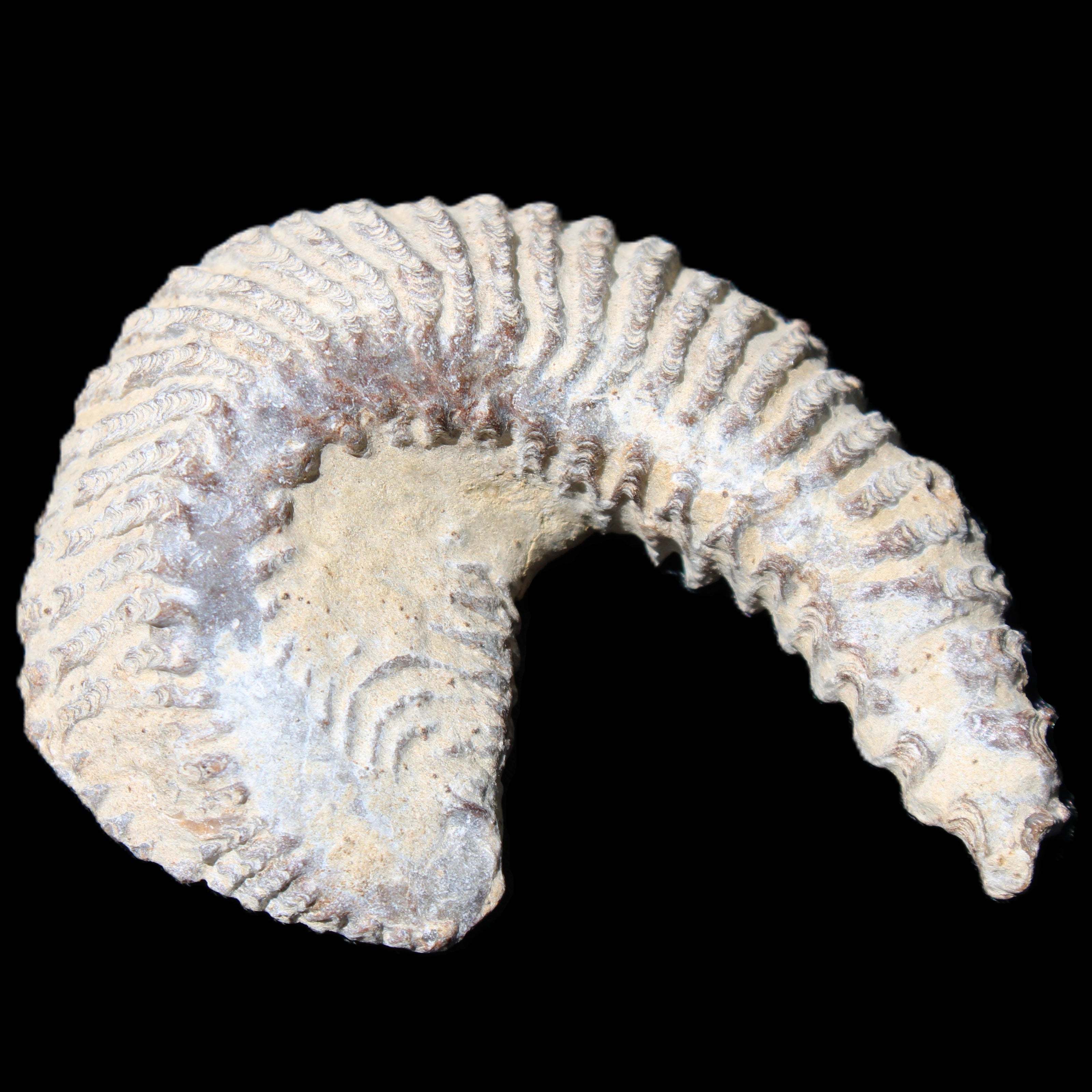 Zipper Oyster half from Madagascar 65*52*20mm 43g in sunlight - Rocks and Things Store
