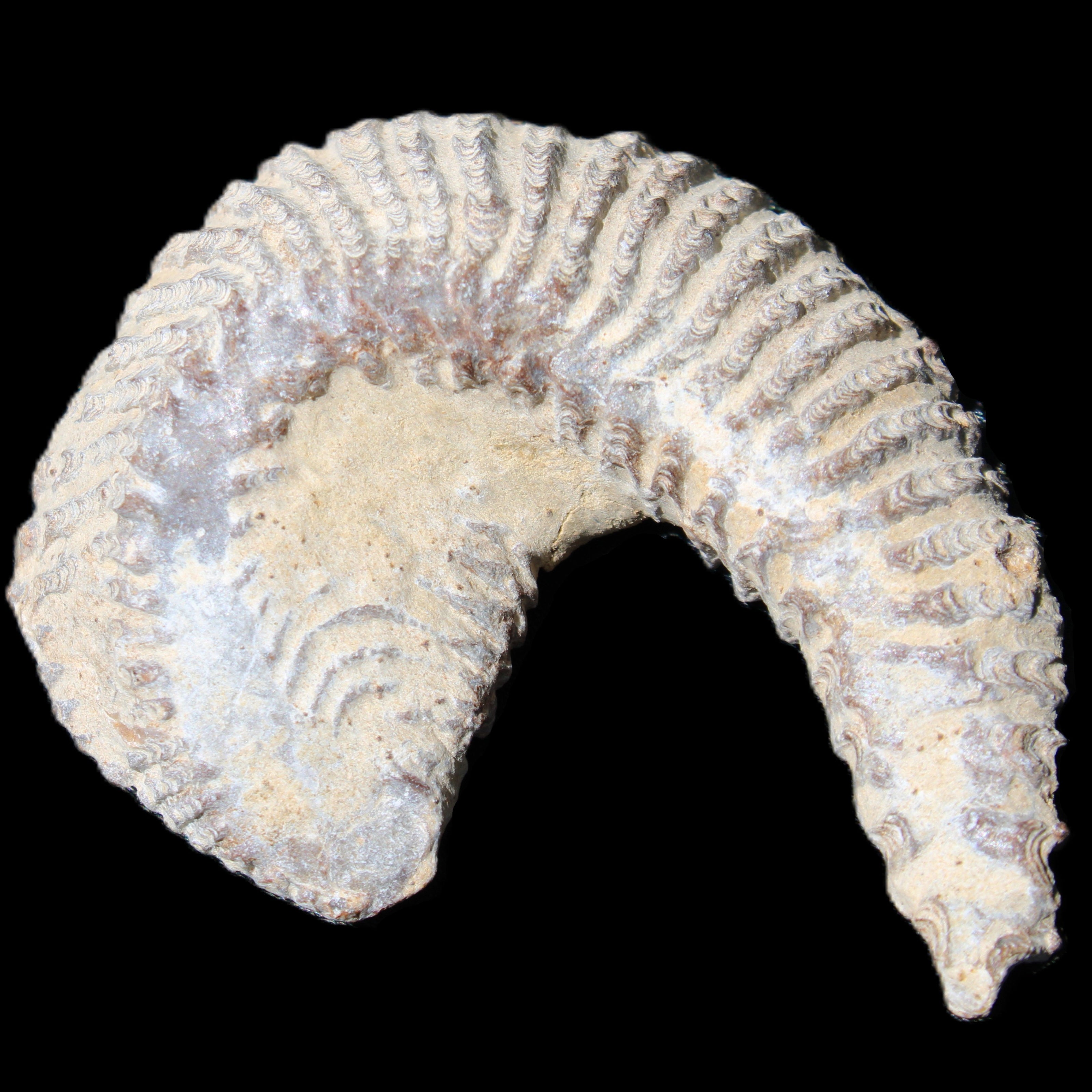 Zipper Oyster half from Madagascar 65*52*20mm 43g in sunlight - Rocks and Things Store