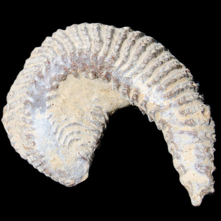 Zipper Oyster half from Madagascar 65*52*20mm 43g in sunlight - Rocks and Things Store
