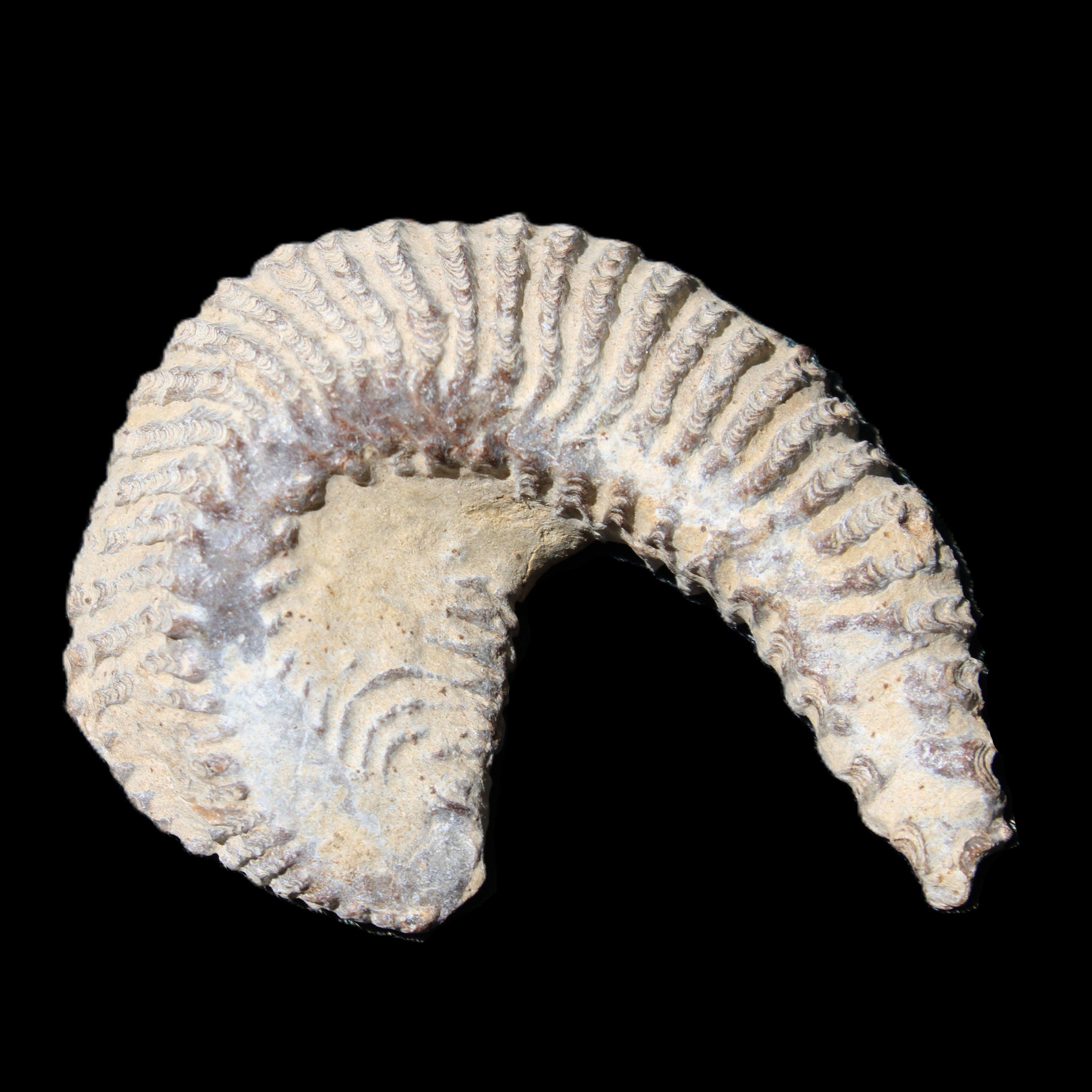 Zipper Oyster half from Madagascar 65*52*20mm 43g in sunlight - Rocks and Things Store