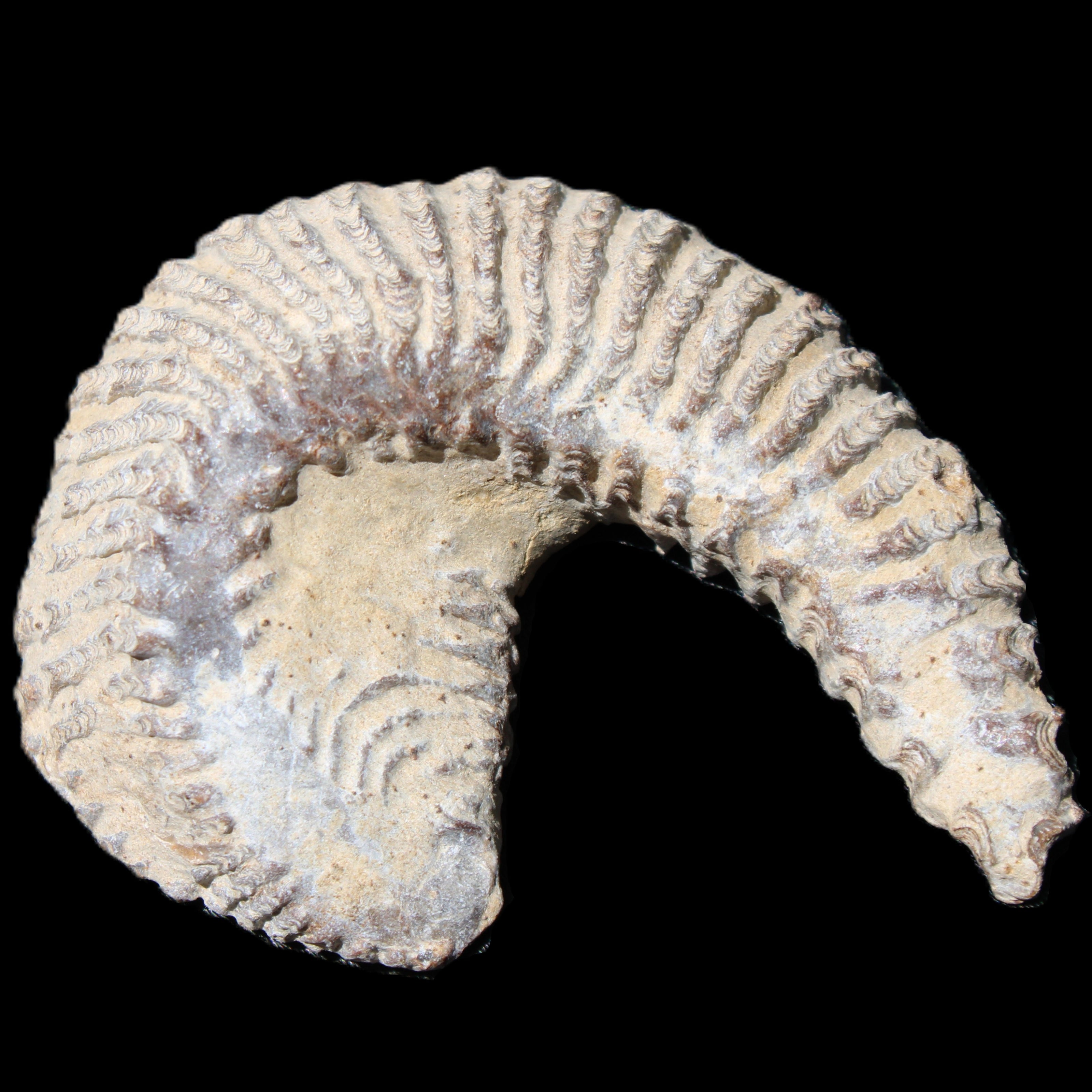 Zipper Oyster half from Madagascar 65*52*20mm 43g in sunlight - Rocks and Things Store