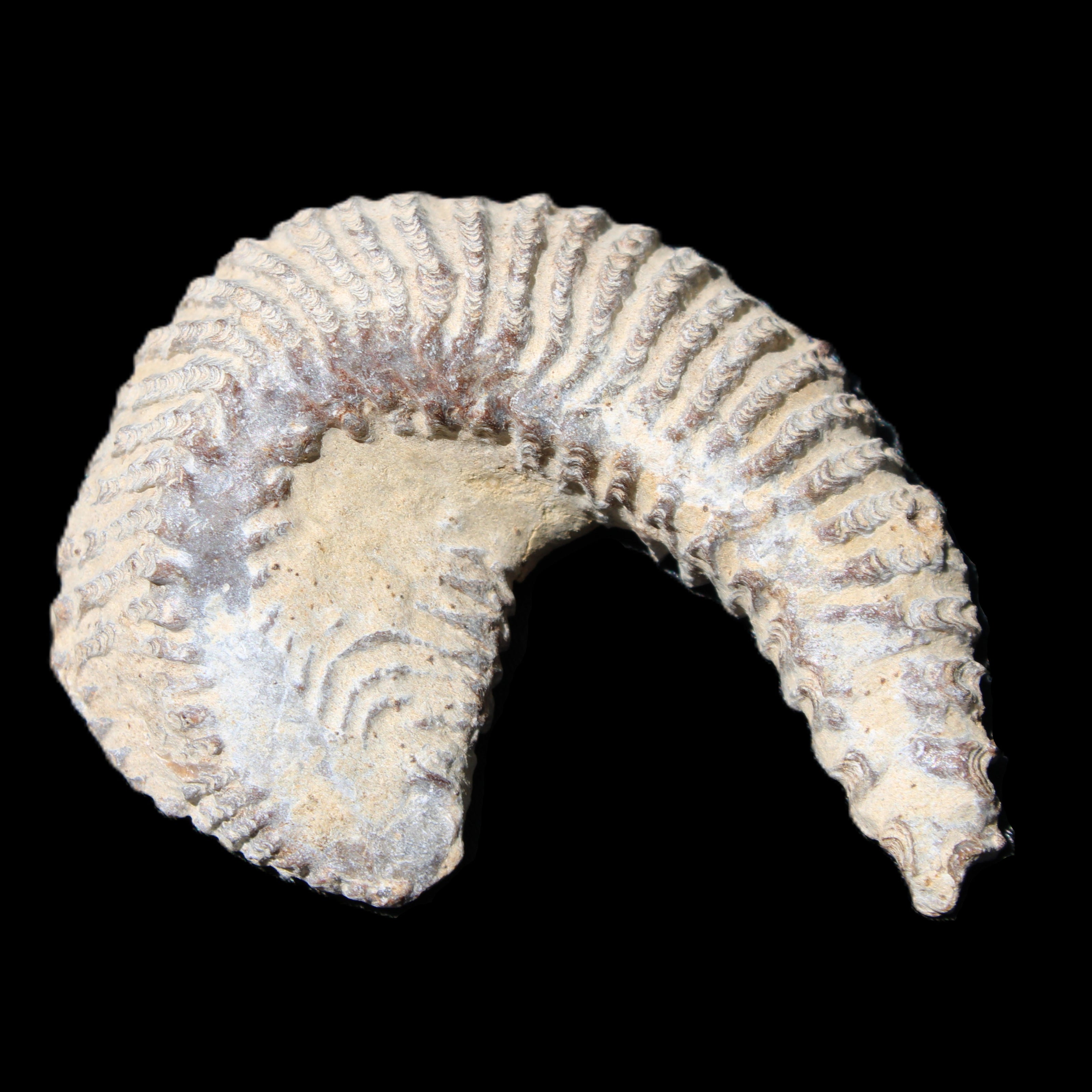 Zipper Oyster half from Madagascar 65*52*20mm 43g in sunlight - Rocks and Things Store