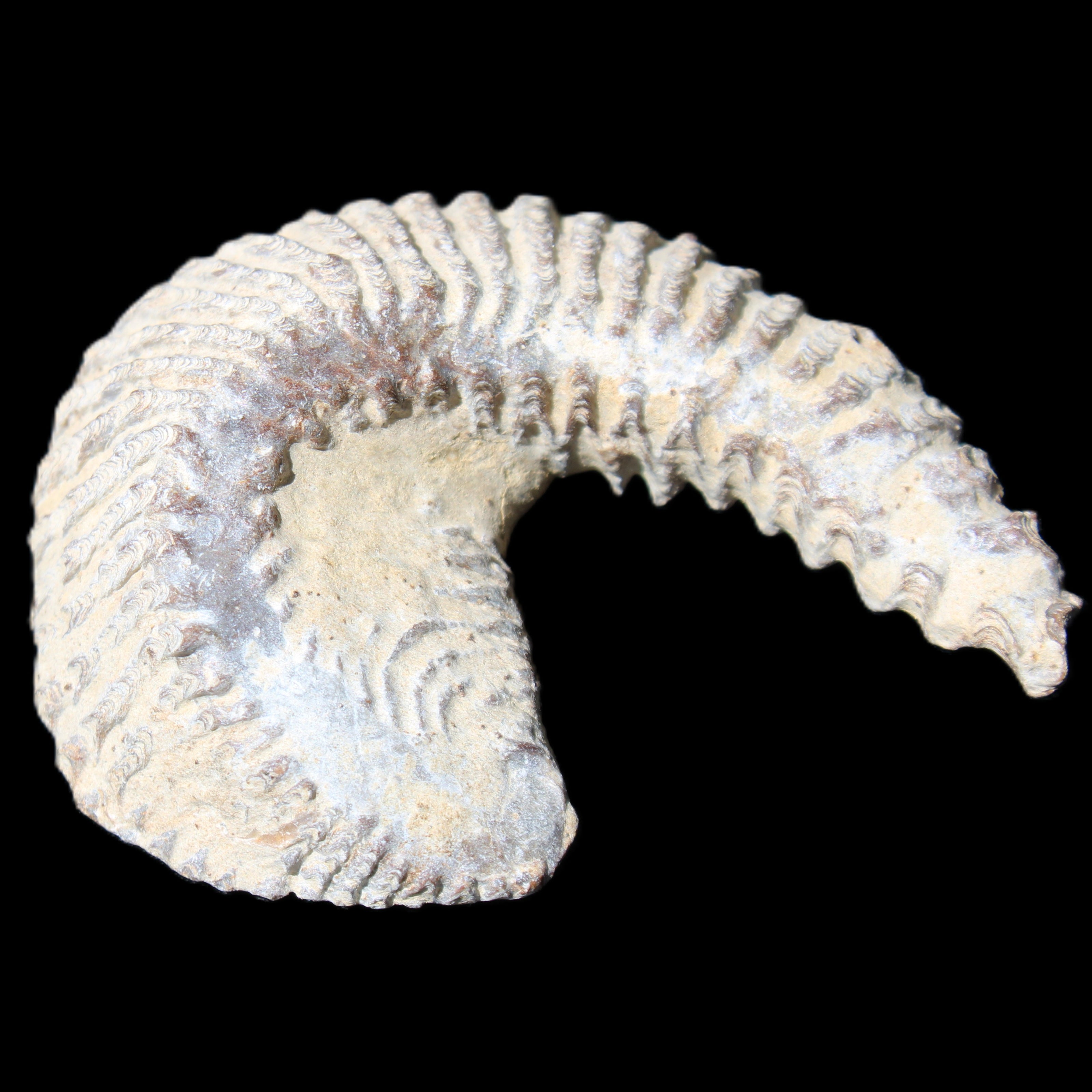 Zipper Oyster half from Madagascar 65*52*20mm 43g in sunlight - Rocks and Things Store