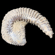 Zipper Oyster half from Madagascar 65*52*20mm 43g in sunlight - Rocks and Things Store