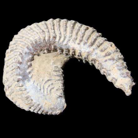Zipper Oyster half from Madagascar 65*52*20mm 43g in sunlight - Rocks and Things Store
