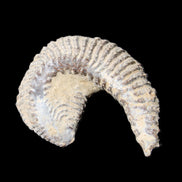 Zipper Oyster half from Madagascar 65*52*20mm 43g in sunlight - Rocks and Things Store