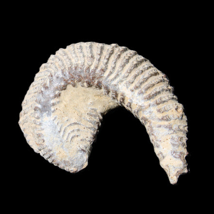 Zipper Oyster half from Madagascar 65*52*20mm 43g in sunlight - Rocks and Things Store