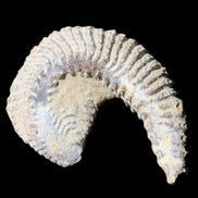 Zipper Oyster half from Madagascar 65*52*20mm 43g in sunlight - Rocks and Things Store