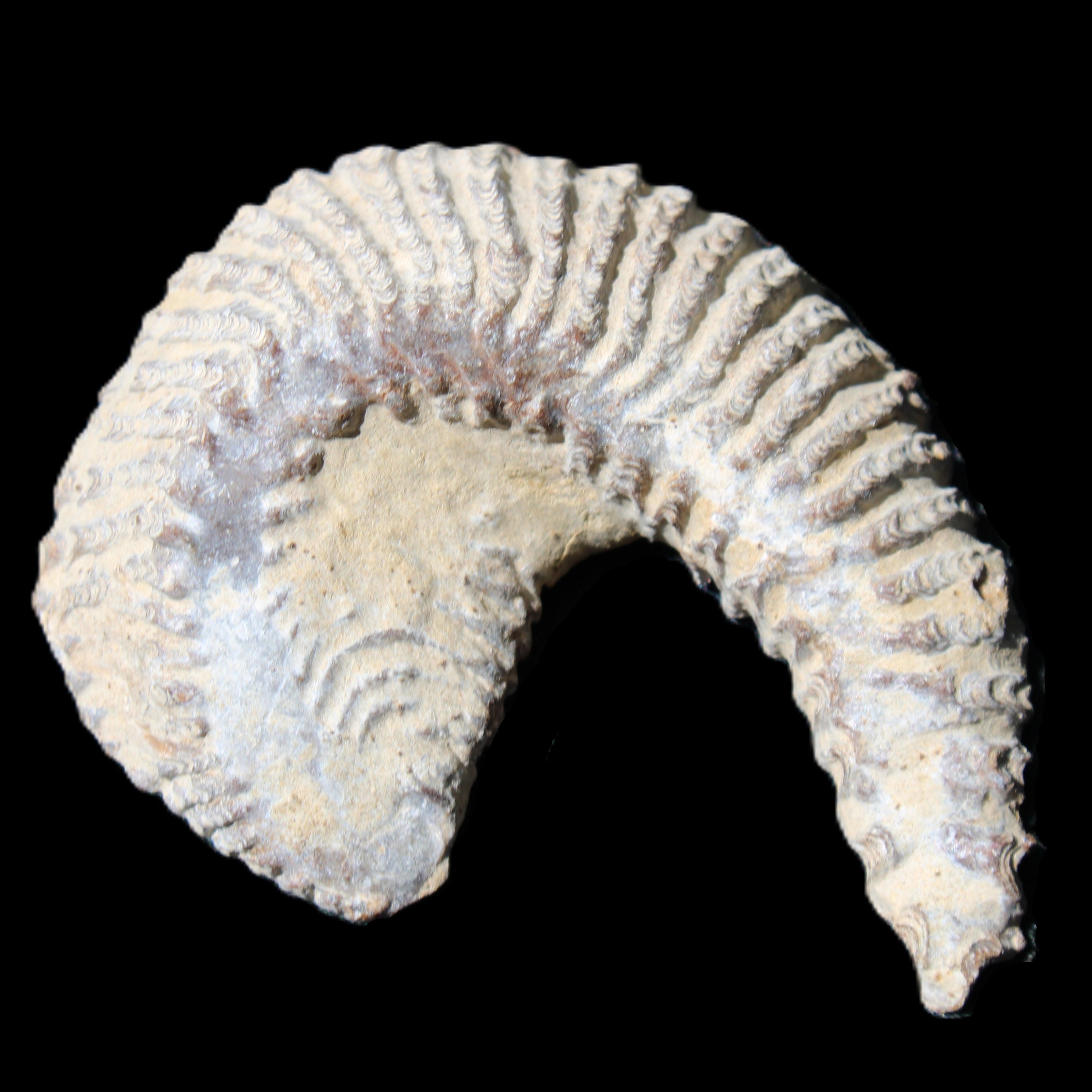 Zipper Oyster half from Madagascar 65*52*20mm 43g in sunlight - Rocks and Things Store