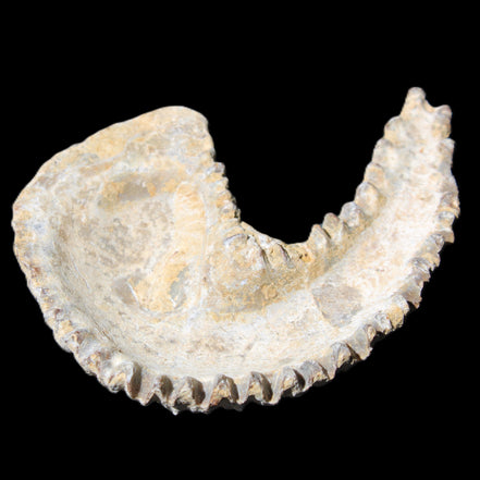 Zipper Oyster half from Madagascar 65*52*20mm 43g in sunlight - Rocks and Things Store