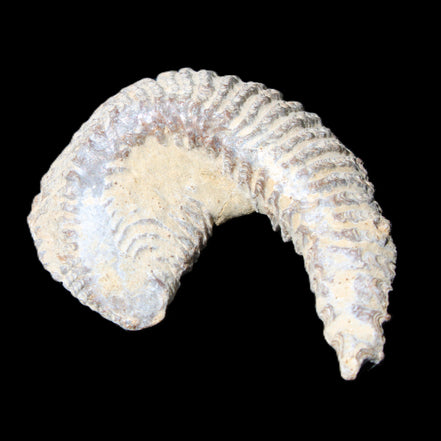 Zipper Oyster half from Madagascar 65*52*20mm 43g in sunlight - Rocks and Things Store