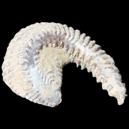 Zipper Oyster half from Madagascar 65*52*20mm 43g in sunlight - Rocks and Things Store