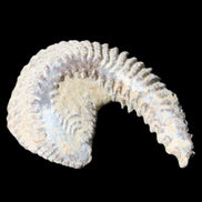 Zipper Oyster half from Madagascar 65*52*20mm 43g in sunlight - Rocks and Things Store
