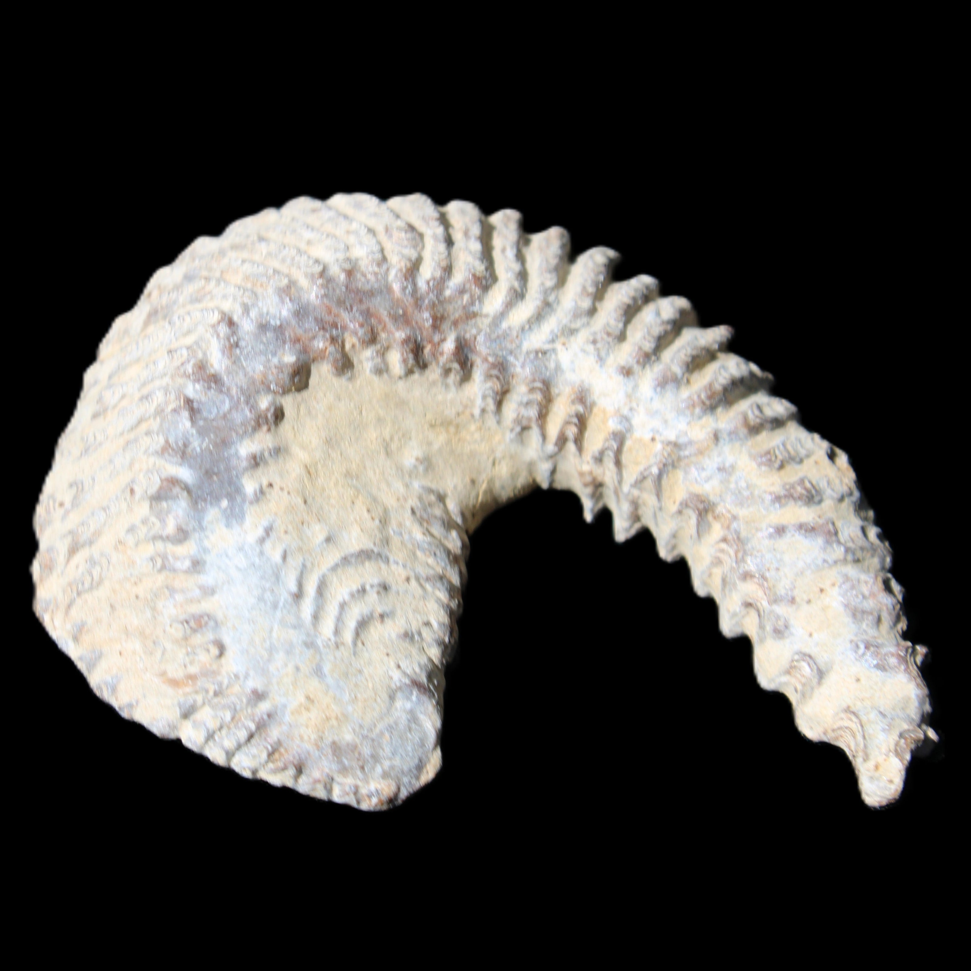Zipper Oyster half from Madagascar 65*52*20mm 43g in sunlight - Rocks and Things Store