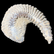 Zipper Oyster half from Madagascar 65*52*20mm 43g in sunlight - Rocks and Things Store