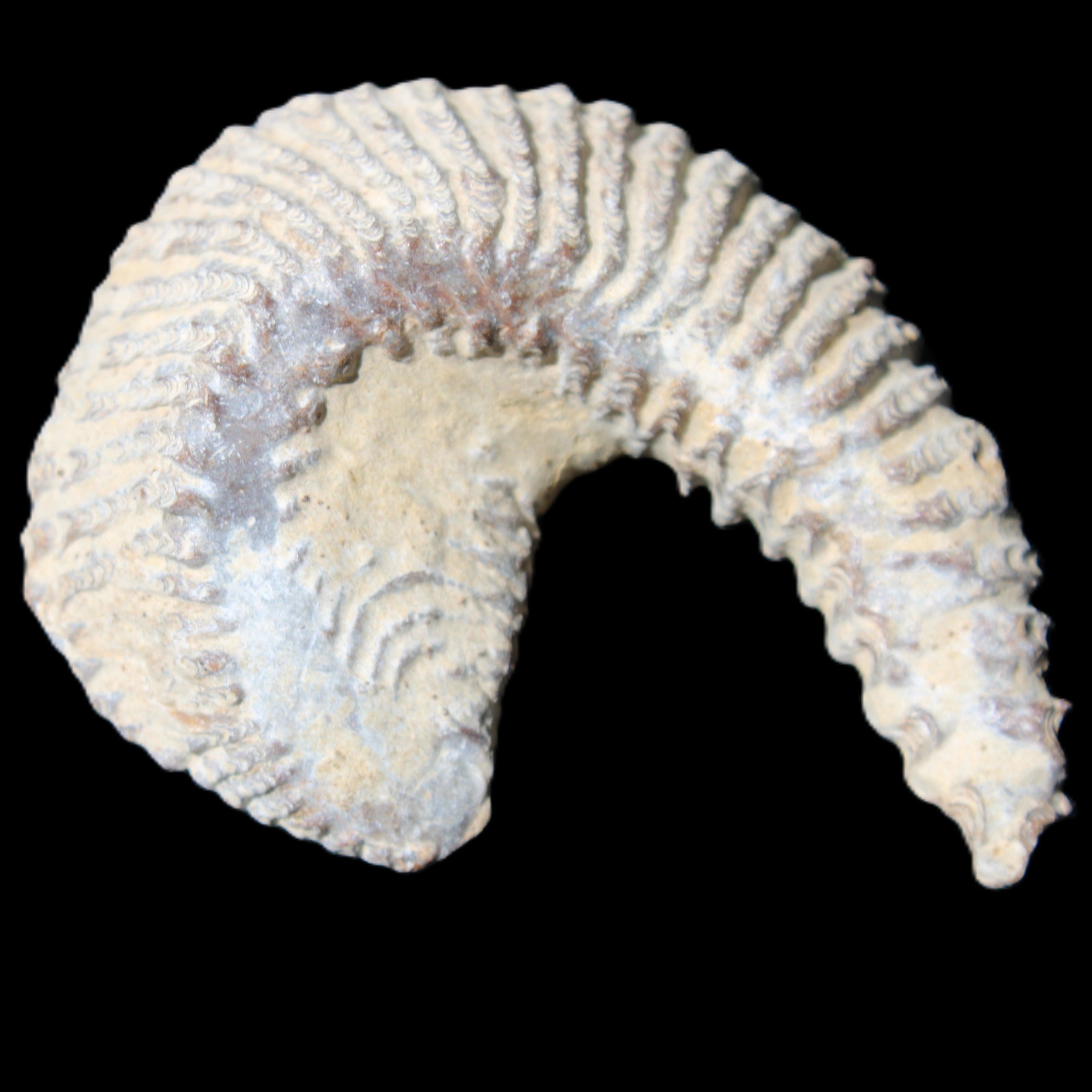 Zipper Oyster half from Madagascar 65*52*20mm 43g in sunlight - Rocks and Things Store