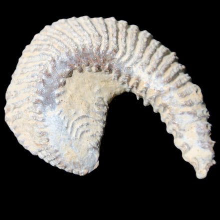 Zipper Oyster half from Madagascar 65*52*20mm 43g in sunlight - Rocks and Things Store