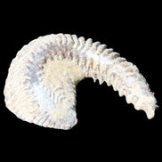Zipper Oyster half from Madagascar 65*52*20mm 43g in sunlight - Rocks and Things Store