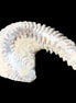 Zipper Oyster half from Madagascar 65*52*20mm 43g in sunlight - Rocks and Things Store