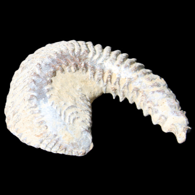 Zipper Oyster half from Madagascar 65*52*20mm 43g in sunlight - Rocks and Things Store