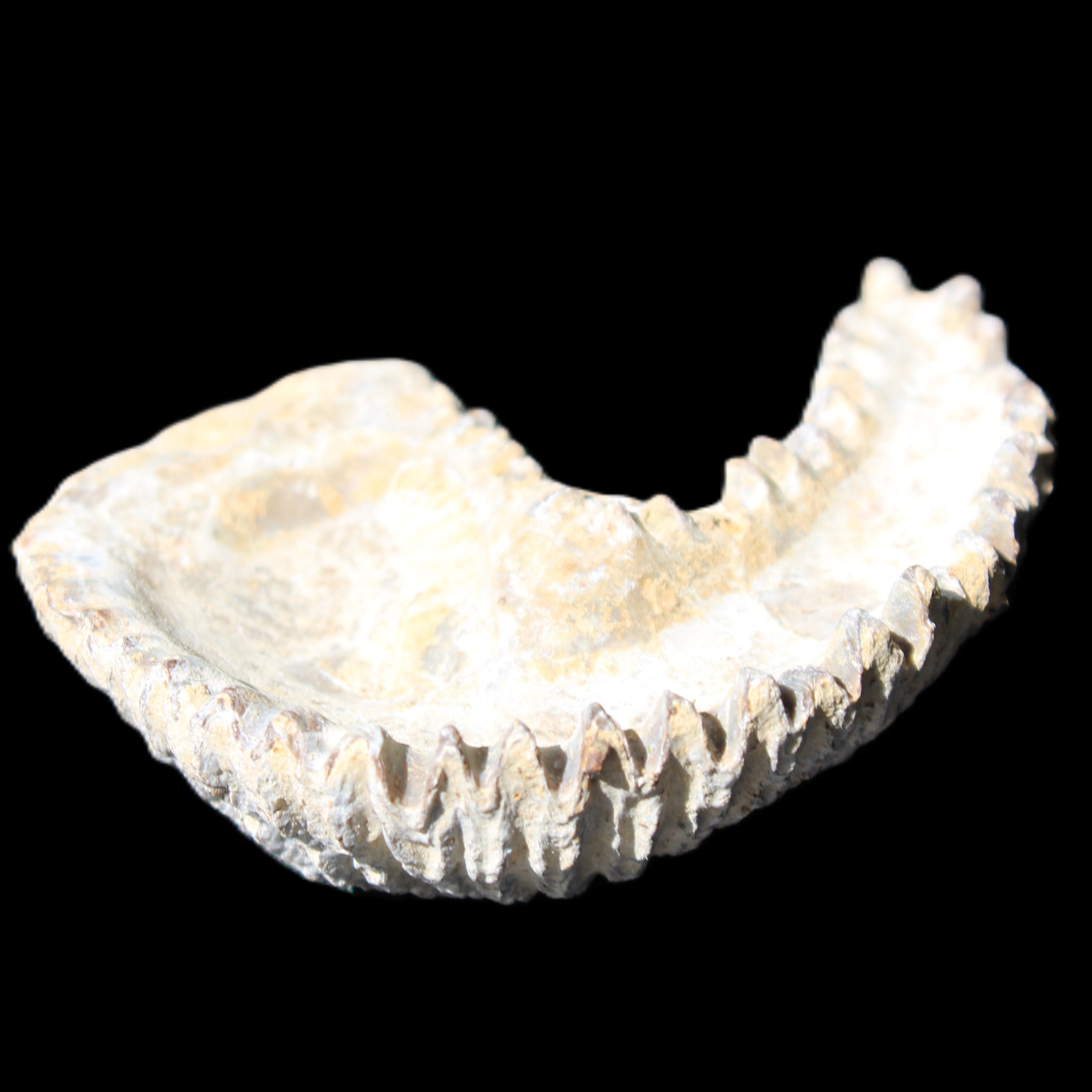 Zipper Oyster half from Madagascar 65*52*20mm 43g in sunlight - Rocks and Things Store