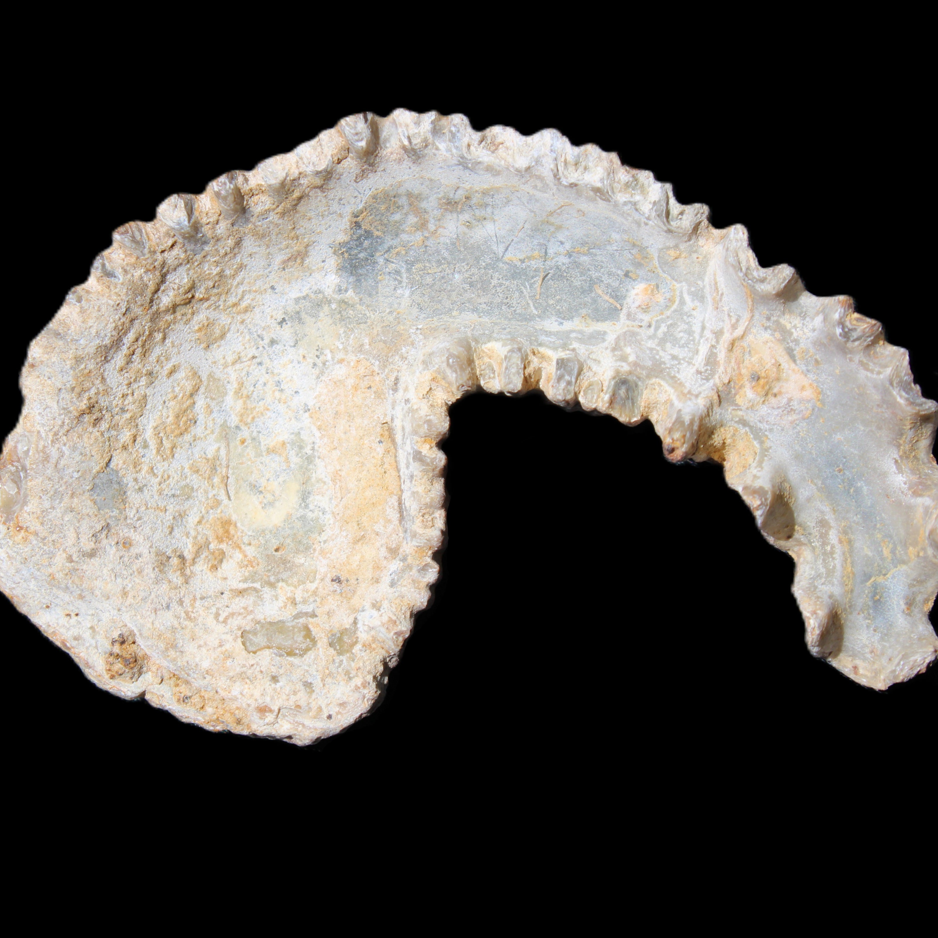 Zipper Oyster half from Madagascar 73*46*25mm 45g in sunlight - Rocks and Things Store