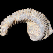 Zipper Oyster half from Madagascar 73*46*25mm 45g in sunlight - Rocks and Things Store