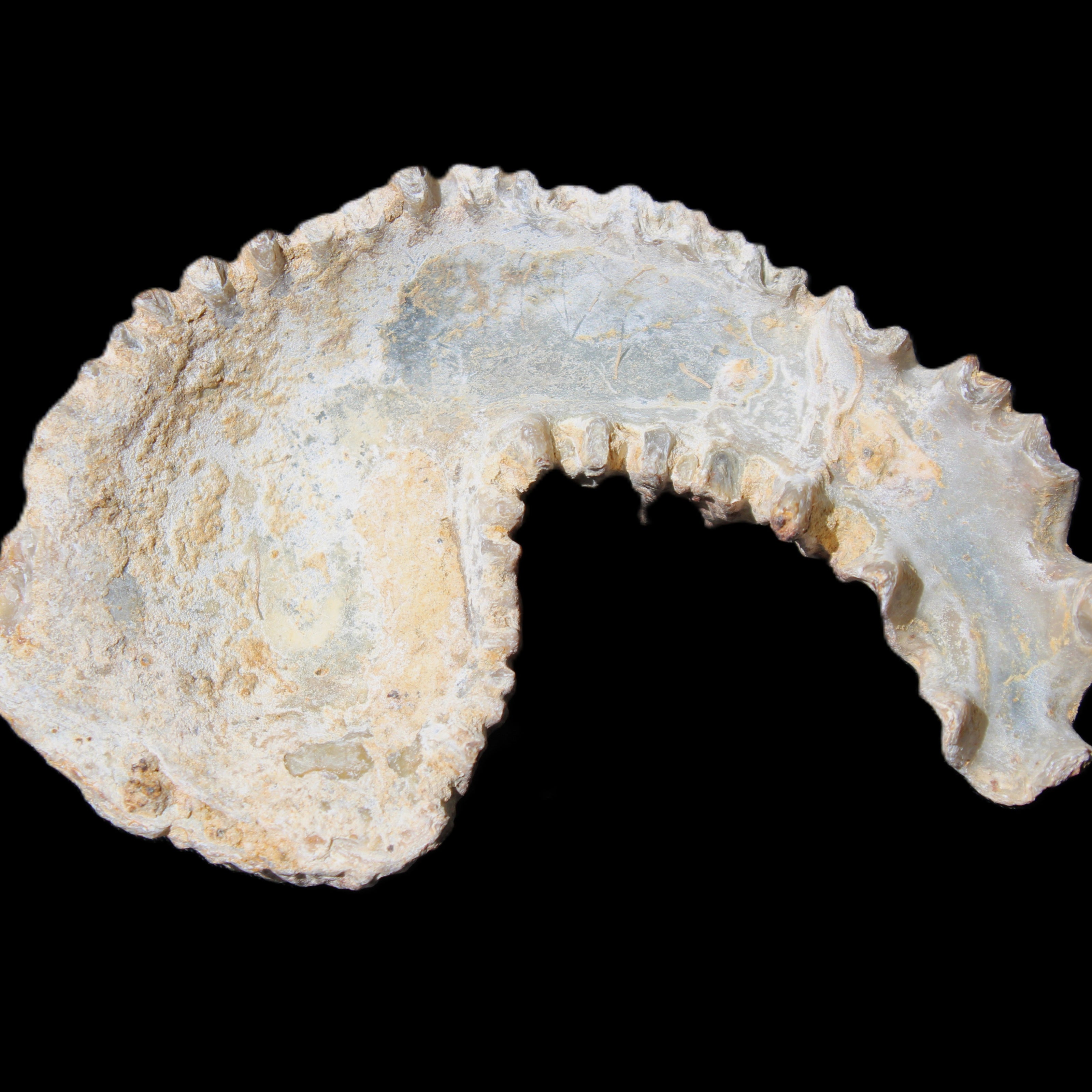 Zipper Oyster half from Madagascar 73*46*25mm 45g in sunlight - Rocks and Things Store
