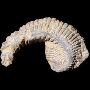 Zipper Oyster half from Madagascar 73*46*25mm 45g in sunlight - Rocks and Things Store