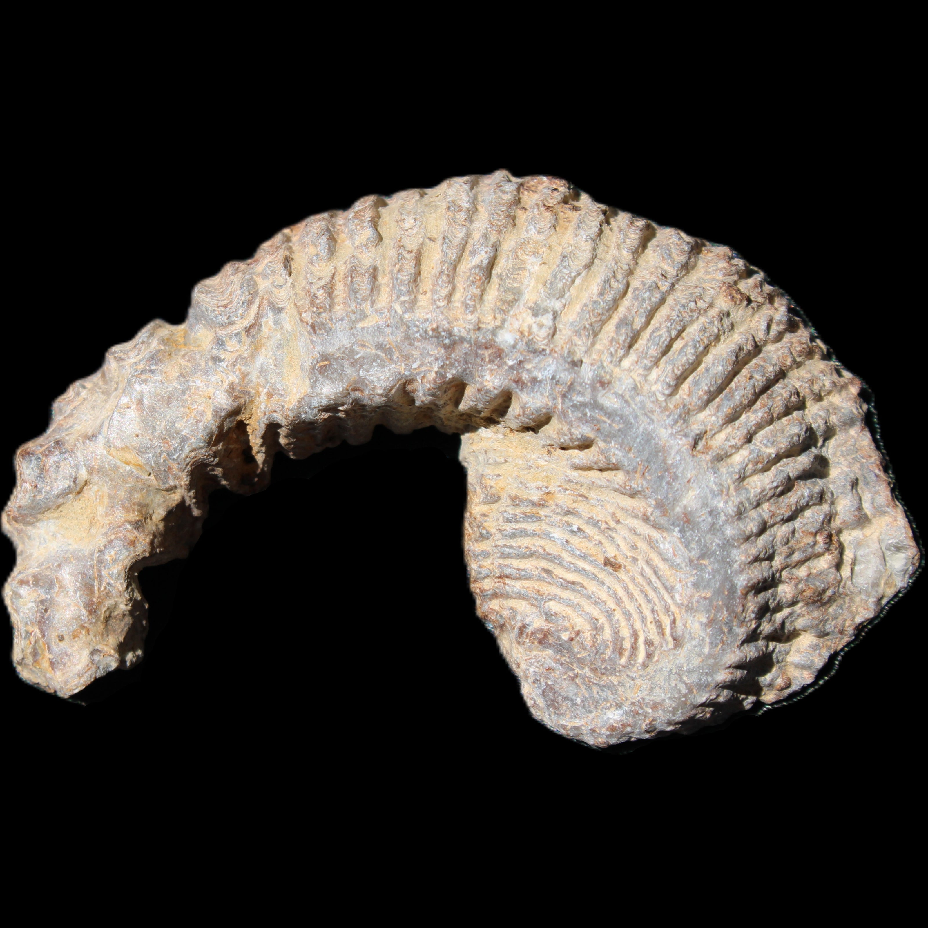 Zipper Oyster half from Madagascar 73*46*25mm 45g in sunlight - Rocks and Things Store