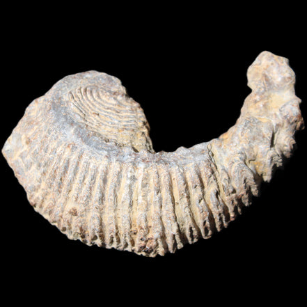Zipper Oyster half from Madagascar 73*46*25mm 45g in sunlight - Rocks and Things Store
