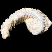 Zipper Oyster half from Madagascar 73*46*25mm 45g in sunlight - Rocks and Things Store